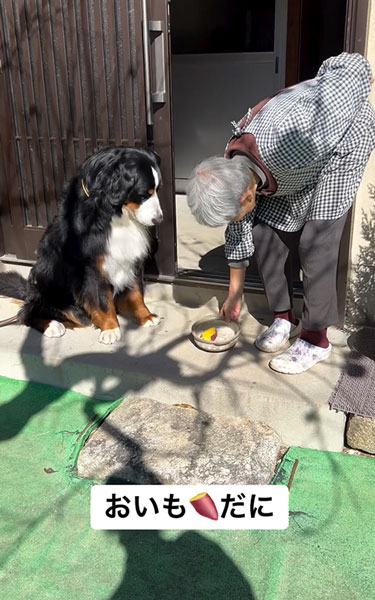 お芋を食べるデカワンコ