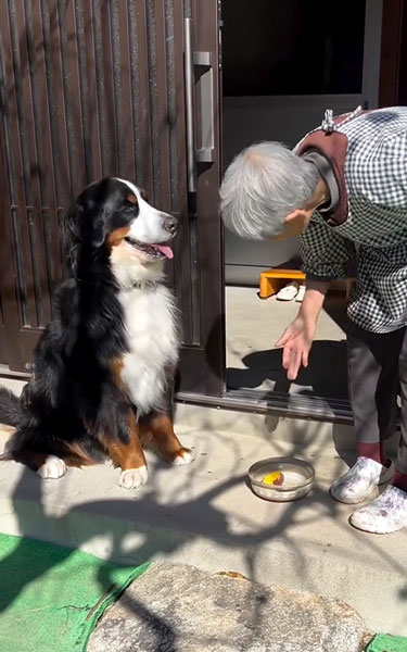 お芋を食べるデカワンコ