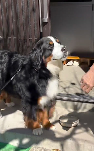 お芋を食べるデカワンコ