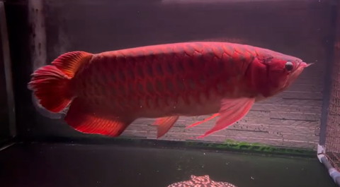 アロワナ横から全体