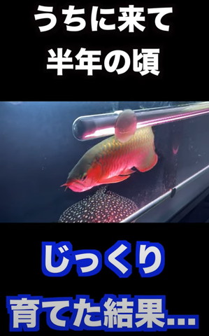 うちに来て半年の頃