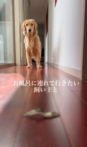 お風呂に連れて行きたい飼い主と