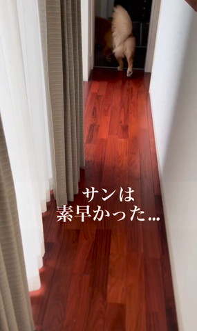 サンは素早かった