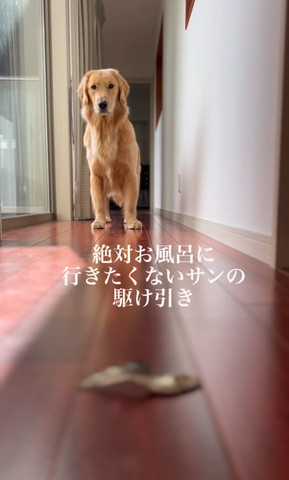 絶対お風呂に行きたくないサンの駆け引き