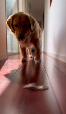 歩いてくるワンコ