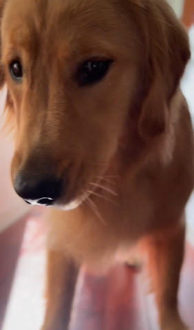 カメラ目線アップワンコ