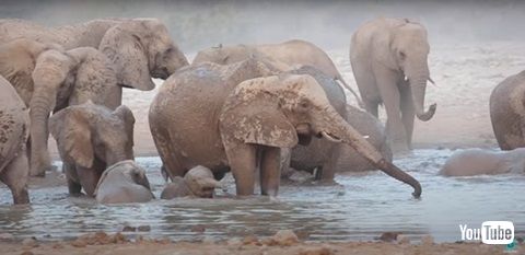 ゾウのお風呂タイム