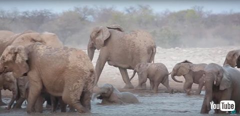 ゾウのお風呂タイム