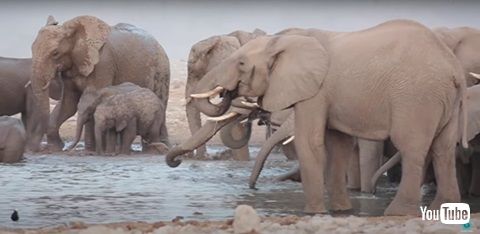 ゾウのお風呂タイム