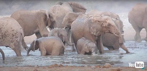 ゾウのお風呂タイム