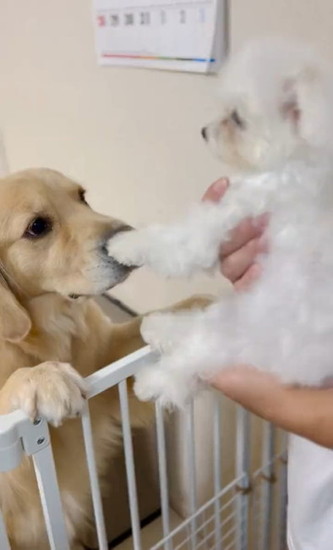 犬を見せられる犬