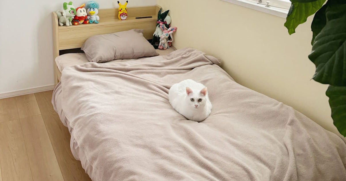 “ポケモンマスターを目指すやつ”みたいな子ども部屋がすてき　相棒はニャース（日本のすがた）？（1/2） | ねとらぼ