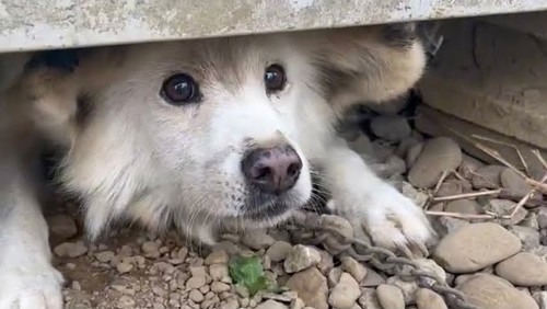 つながれっぱなしのおばあちゃんワンコ