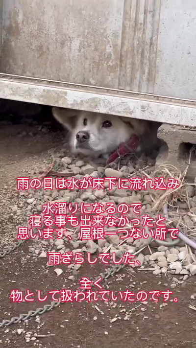 つながれっぱなしのおばあちゃんワンコ