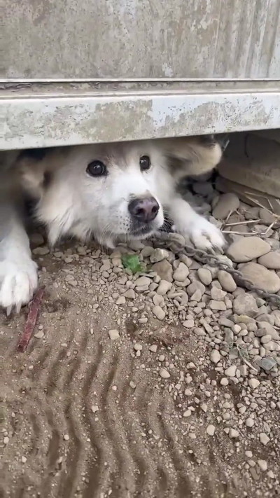 つながれっぱなしのおばあちゃんワンコ