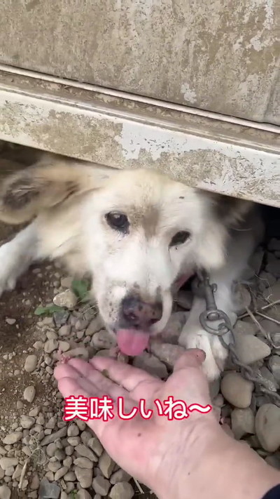つながれっぱなしのおばあちゃんワンコ