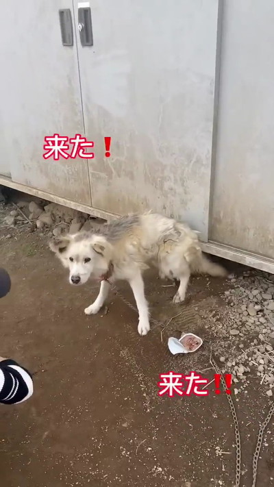 つながれっぱなしのおばあちゃんワンコ