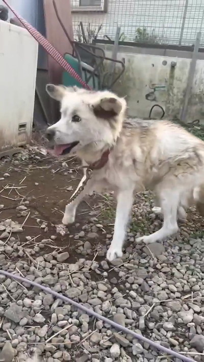 つながれっぱなしのおばあちゃんワンコ