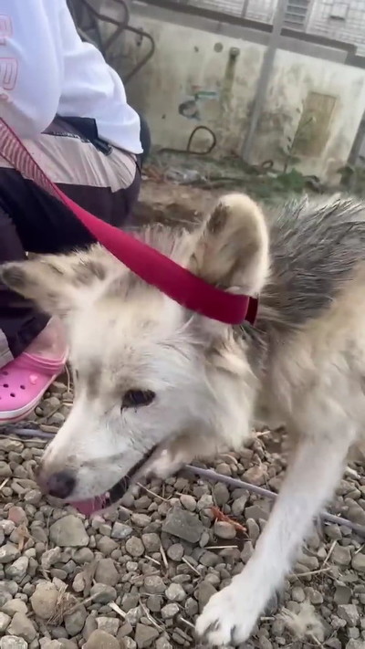 つながれっぱなしのおばあちゃんワンコ