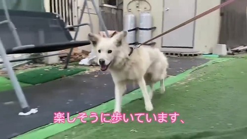 つながれっぱなしのおばあちゃんワンコ