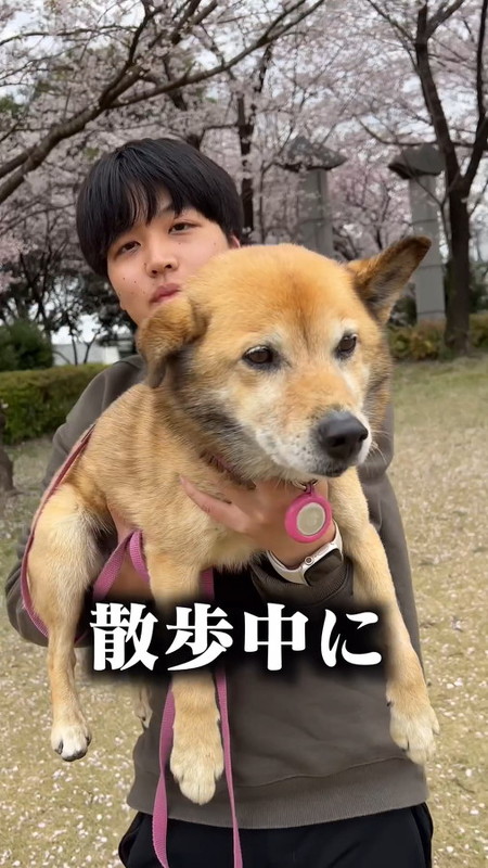 ドッグランに来たコロちゃん