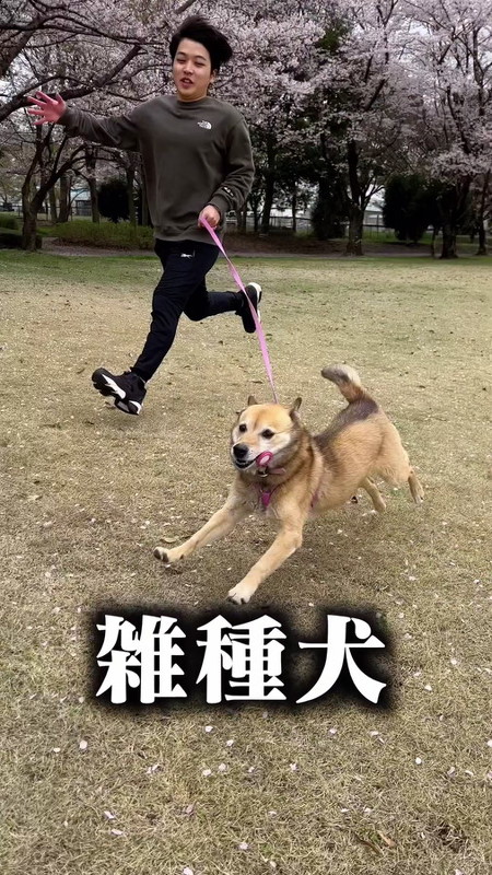 元気なコロちゃん