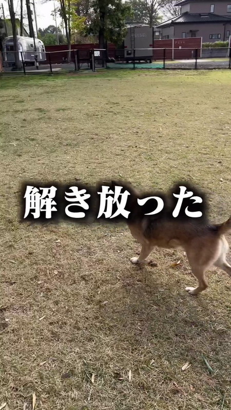 放たれたコロちゃん