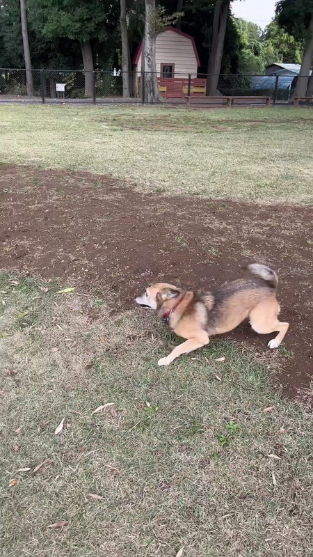 走り出すコロちゃん