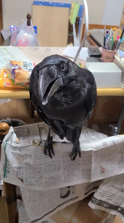 ハッピーさんお顔斜め