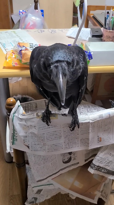 やや下向きハッピーさん