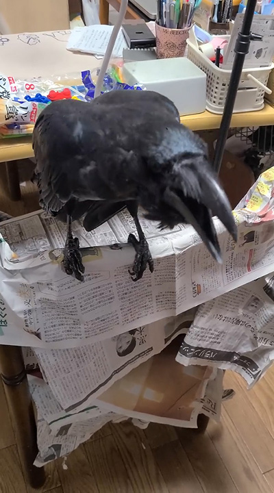 やや右向きハッピーさん