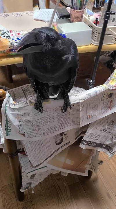 左を向くハッピーさん