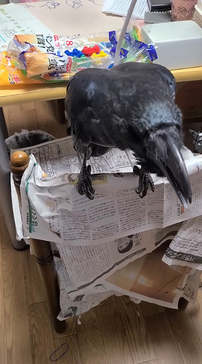 右下の方を見るハッピーさん