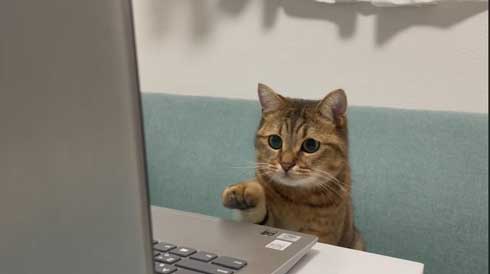 パソコン 使いこなしている 猫 ミヌエット