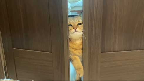 パソコン 使いこなしている 猫 ミヌエット