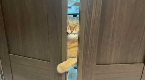 パソコン 使いこなしている 猫 ミヌエット