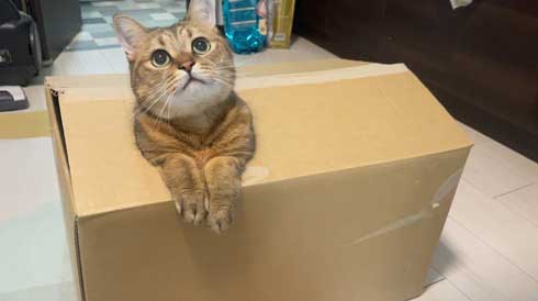 パソコン 使いこなしている 猫 ミヌエット