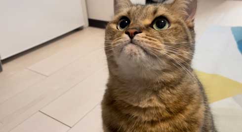 パソコン 使いこなしている 猫 ミヌエット