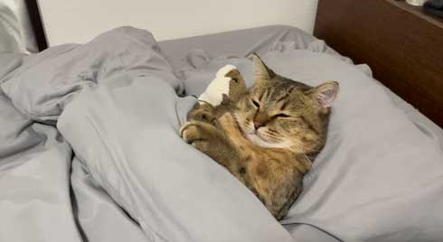 パソコン 使いこなしている 猫 ミヌエット