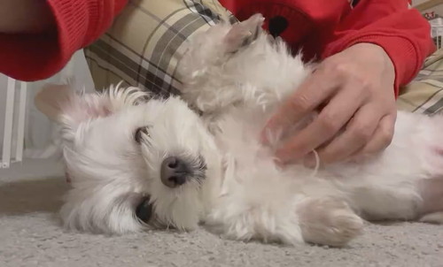 ナデナデを催促するアーロくん