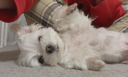 ナデナデを催促するアーロくん