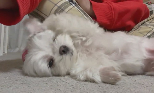 ナデナデを催促するアーロくん