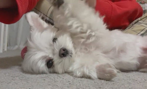 ナデナデを催促するアーロくん