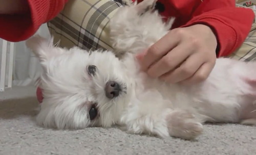 ナデナデを催促するアーロくん