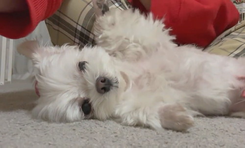 ナデナデを催促するアーロくん