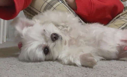 ナデナデを催促するアーロくん