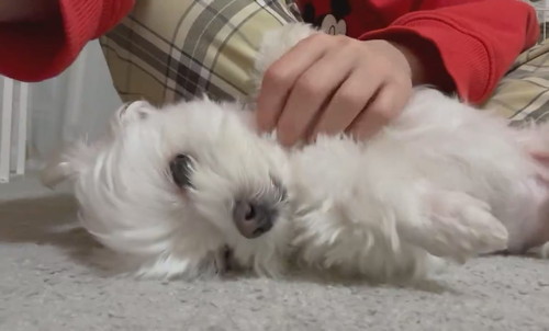 ナデナデを催促するアーロくん