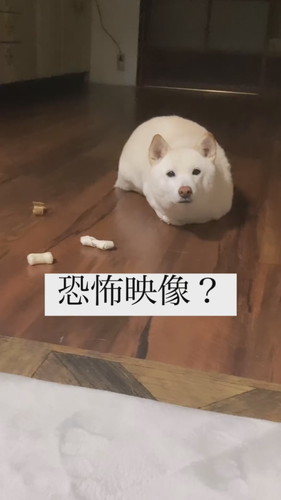 犬