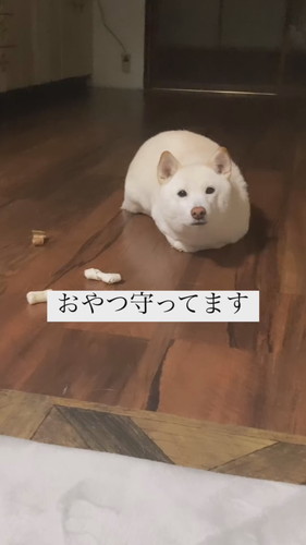 おやつを守るワンコ