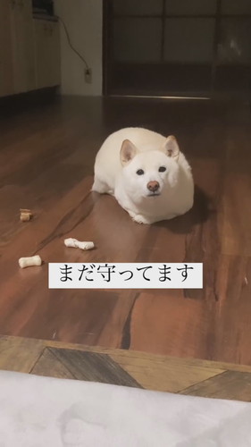 おやつを守るワンコ